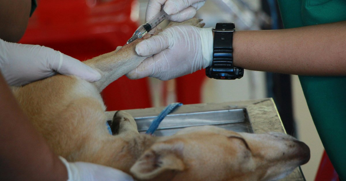 Сайт для ветеринарной клиники