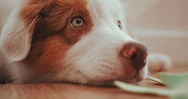 Сайт для заводчика и питомника